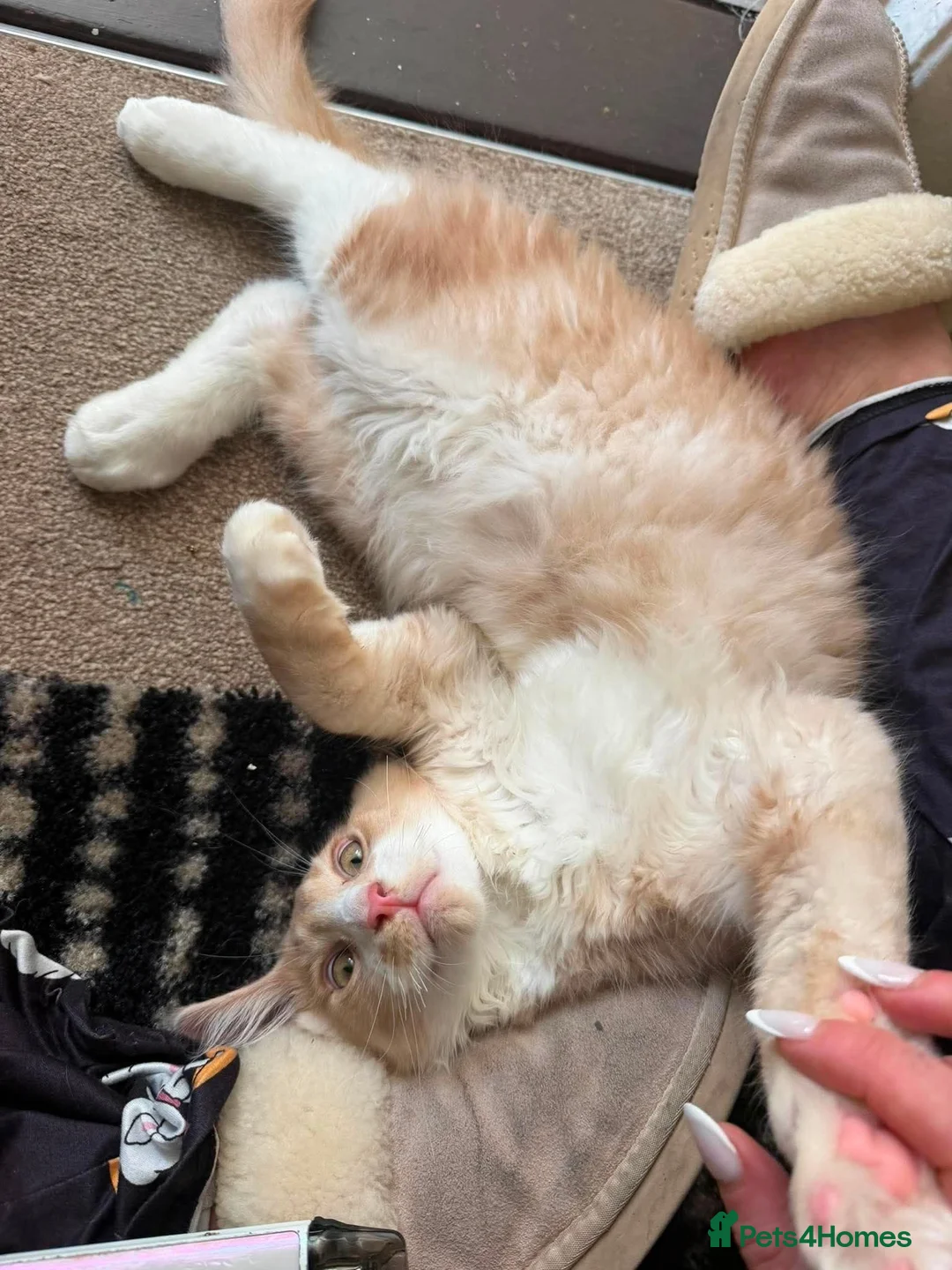 Maine Coon cats for sale: 3 male Mainecoons  - Advert 25