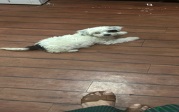 Maltese dogs for sale: bichon meltese  - Image 16