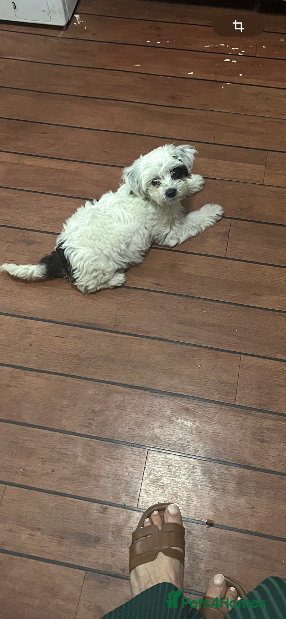 Maltese dogs for sale: bichon meltese  - Image 16