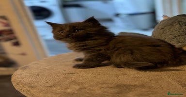Maine Coon cats - Advert 1