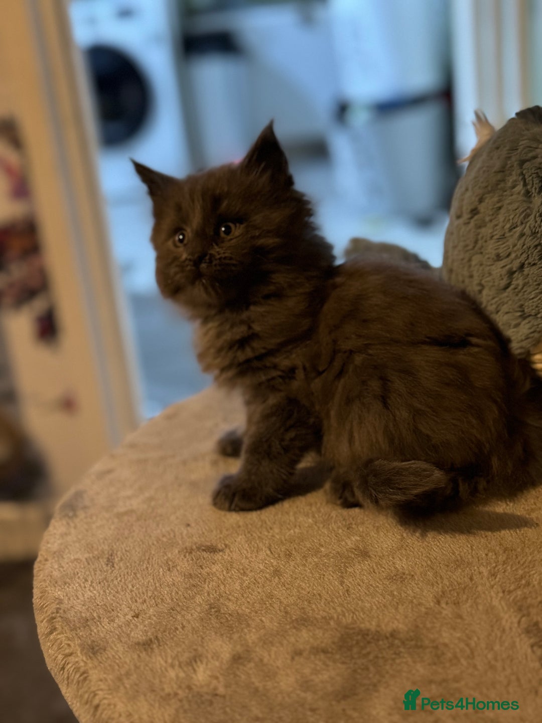 Maine Coon cats for sale: Registered TICA Blue Smoke Maine Coon Kittens - Image 3