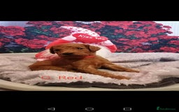 Mixed Breed dogs for sale: Stunning multigenerational golden Irish doodles  - Image 24