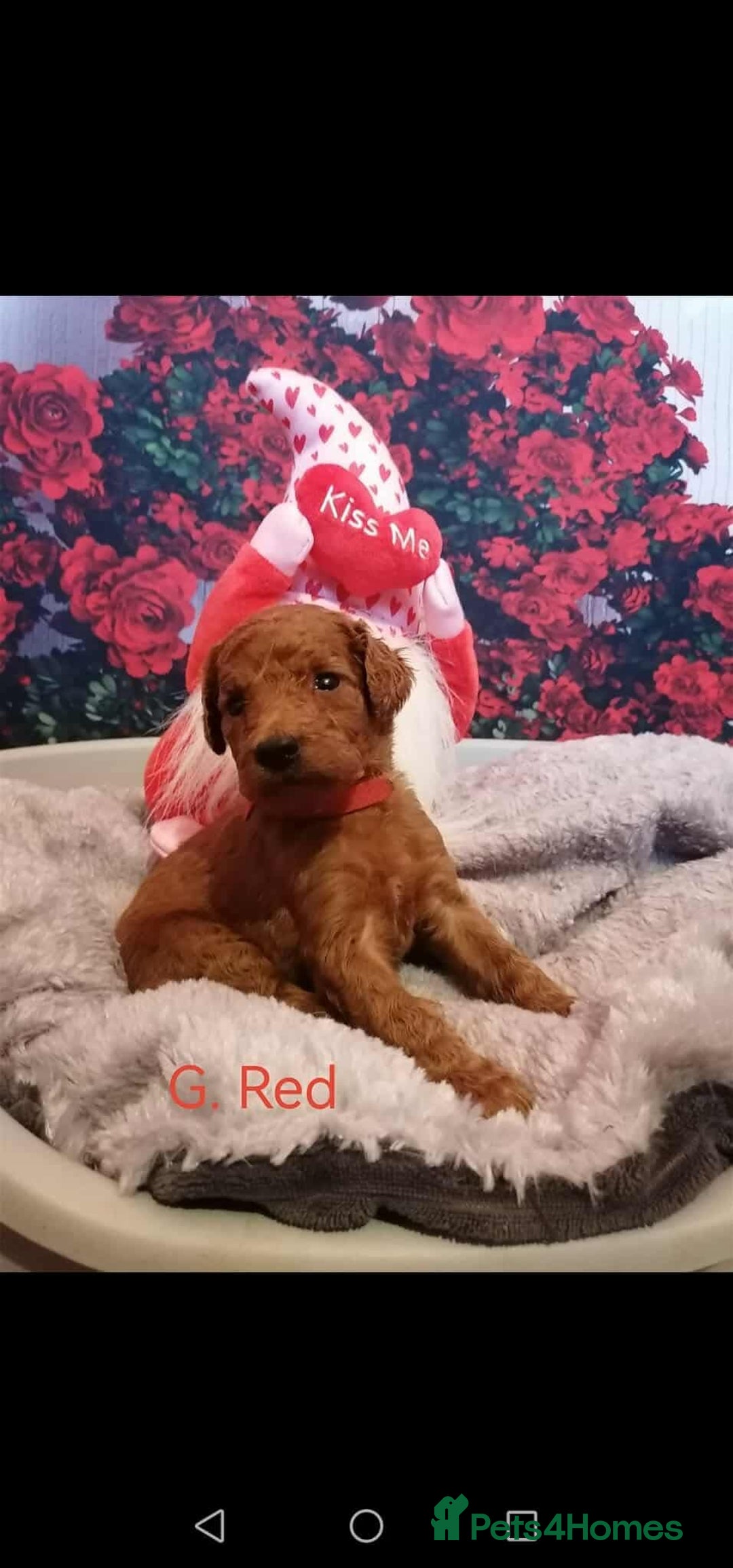 Mixed Breed dogs for sale: Stunning multigenerational golden Irish doodles  - Image 24