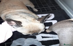 French Bulldog dogs for sale: Female frenchie - Image 2