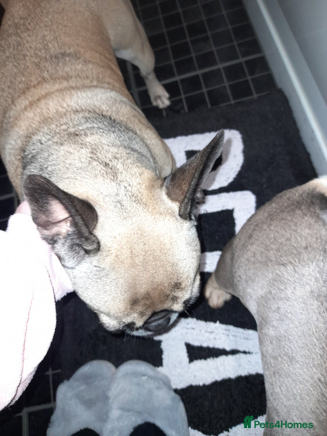 French Bulldog dogs for sale: Female frenchie - Image 2