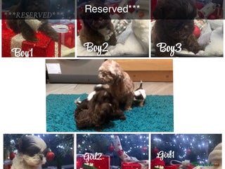 Shih Tzu dogs 6 beautiful shih tzu puppies - Advert 9