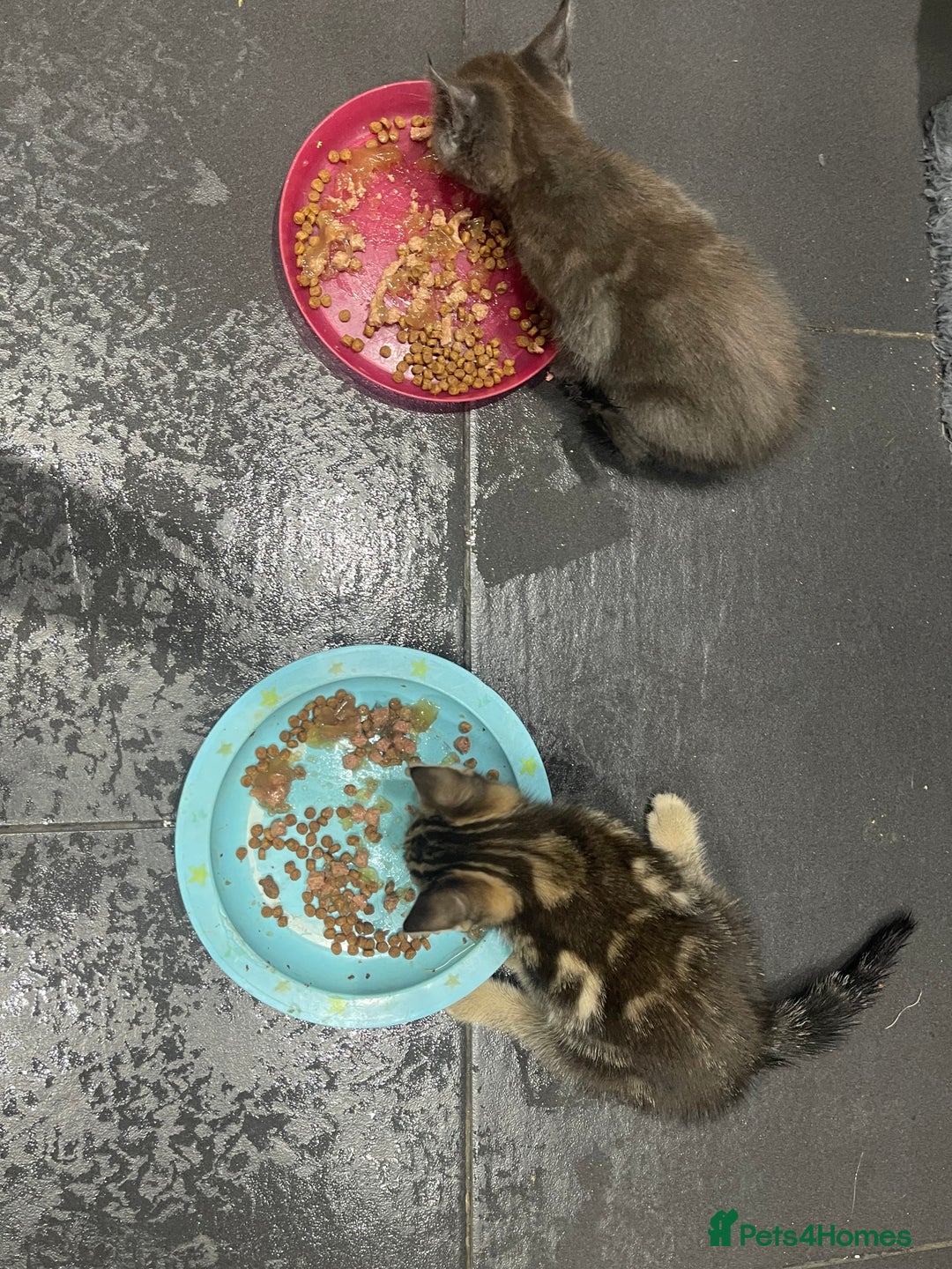 Mixed Breed cats for sale: ONE LEFT READY NOW - Image 7