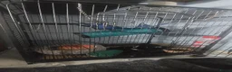 Ferret rodents for sale: One female ferret with cage (area pembrokeshire) in Pembroke Dock - Advert 6