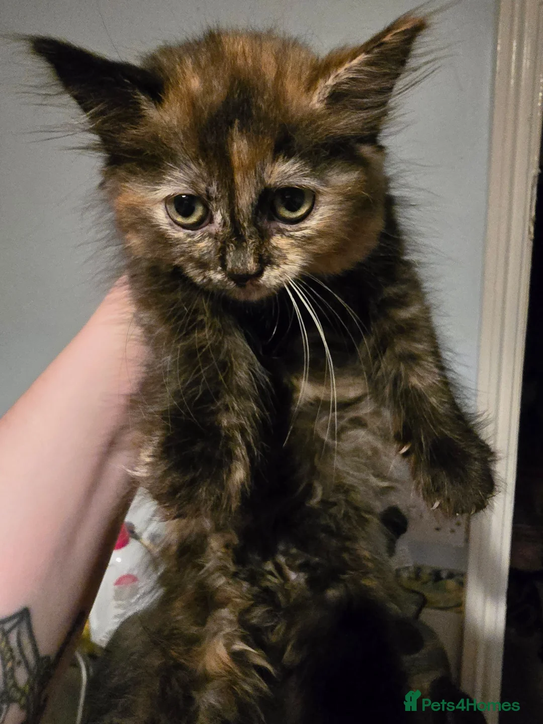 Mixed Breed cats for sale: Mixed Breed / Half Ragdoll Kittens for Sale in Weston-super-Mare - Advert 2