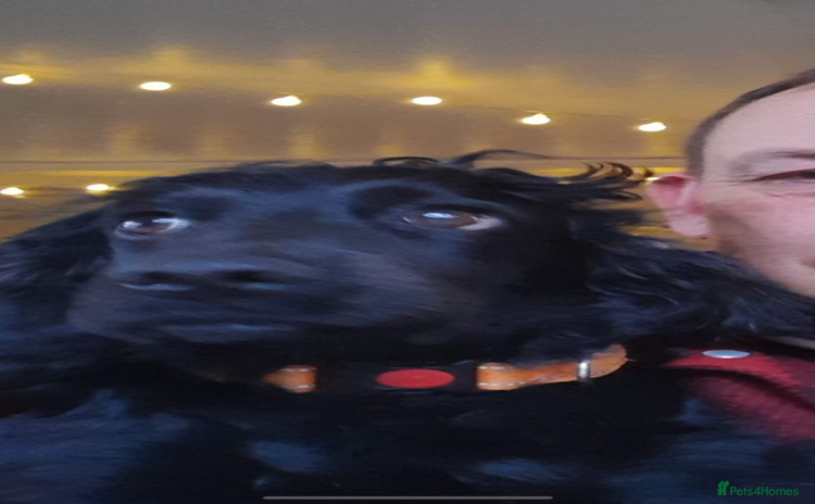 Cocker Spaniel dogs - Advert 1