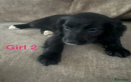 Cocker Spaniel dogs for sale: Beautiful cocker spaniel puppies - Image 3