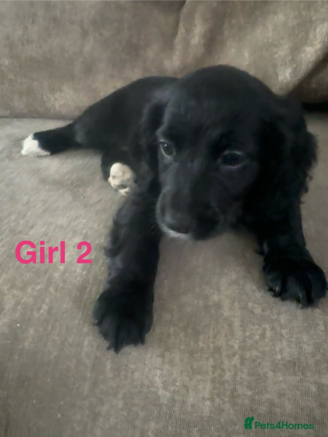 Cocker Spaniel dogs for sale: Beautiful cocker spaniel puppies - Image 3