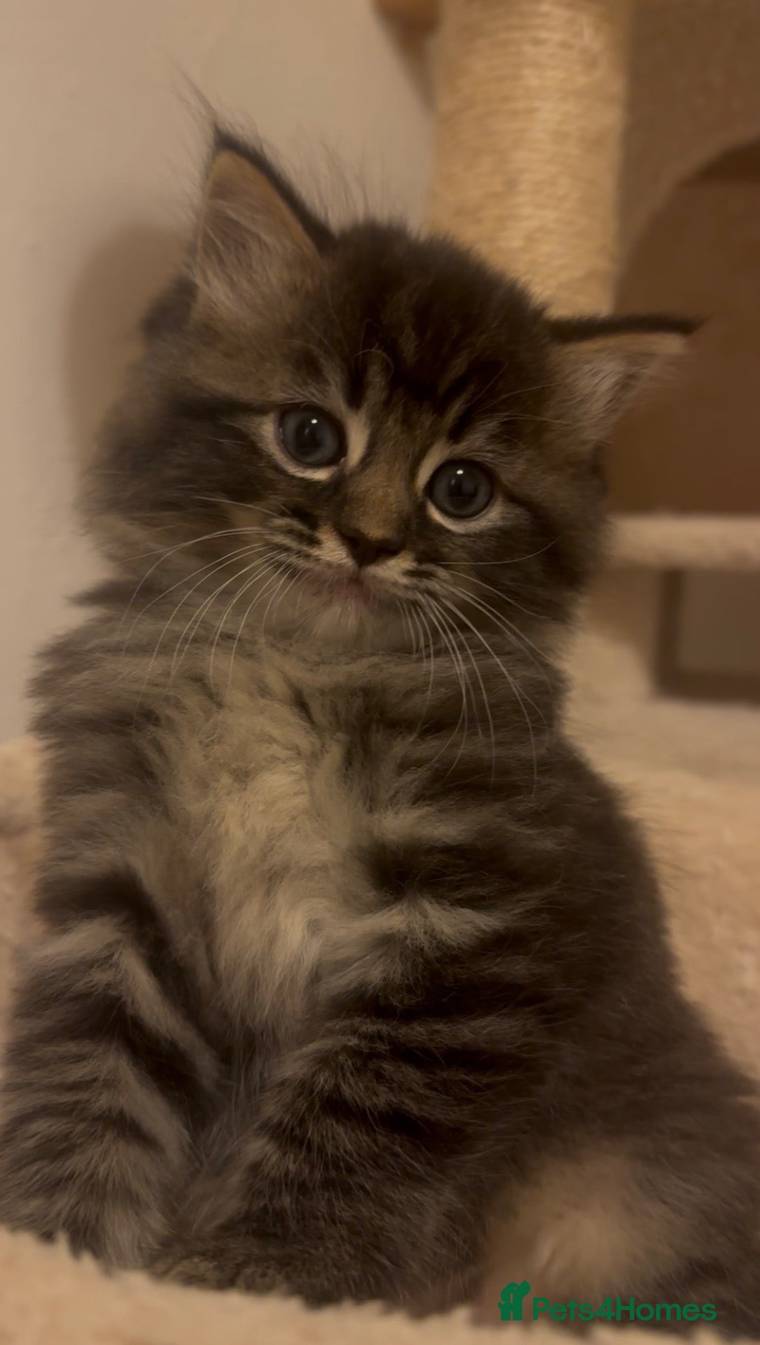 Persian cats FLUFFIEST PERSIAN-RAGDOLL KITTENS - Advert 7