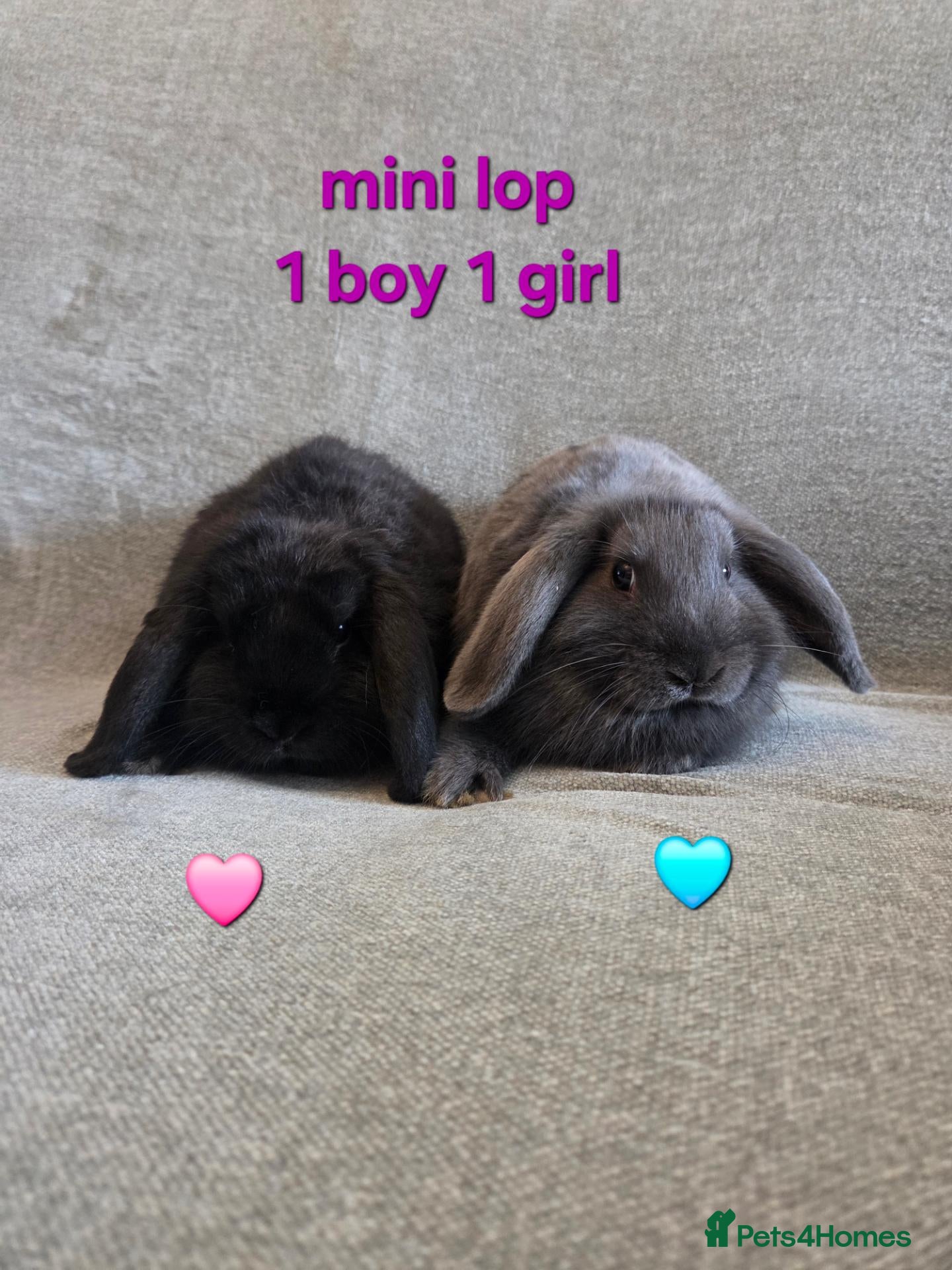 Mini Lop rabbits Very Tame Mini lop Boy & Girl 10 weeks - Advert 1