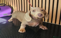 Miniature Dachshund dogs for sale: Smooth Coat Minature Dachshund Male - Image 4