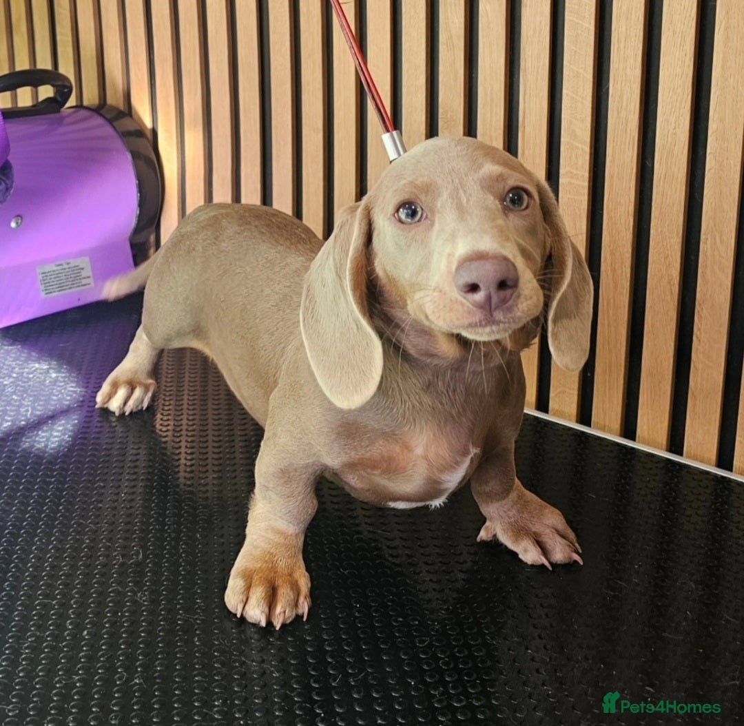 Miniature Dachshund dogs for sale: Smooth Coat Minature Dachshund Male - Image 4