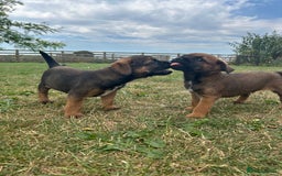 Border Terrier dogs for sale: Fabulous Chucky Boys - Image 2