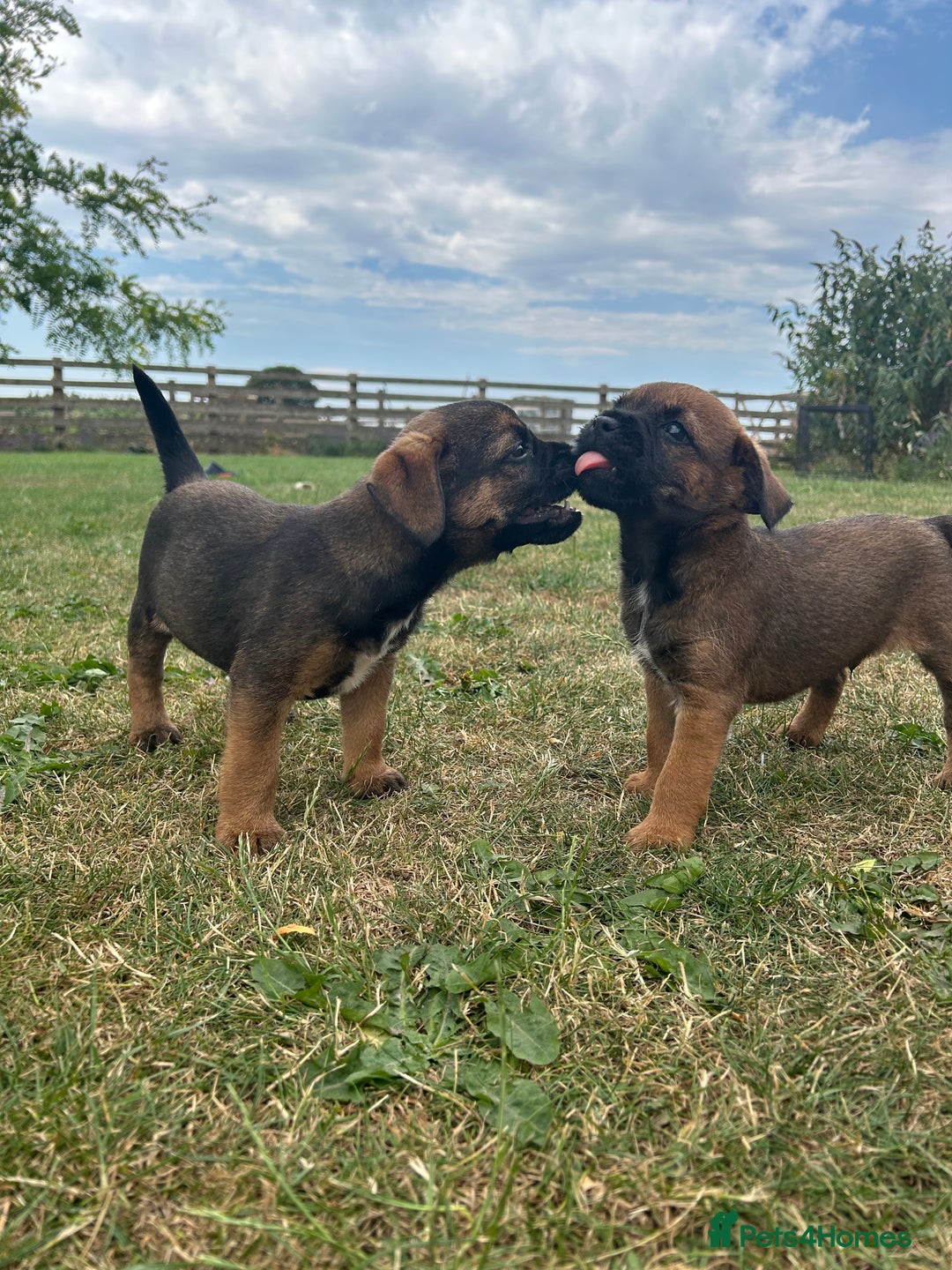 Border Terrier dogs for sale: Fabulous Chucky Boys - Image 2