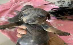 Dachshund dogs for sale: Dashounds  - Image 3