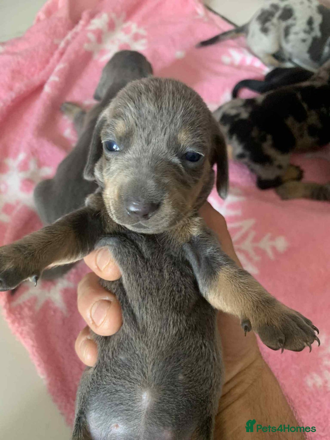 Dachshund dogs for sale: Dashounds  - Image 3