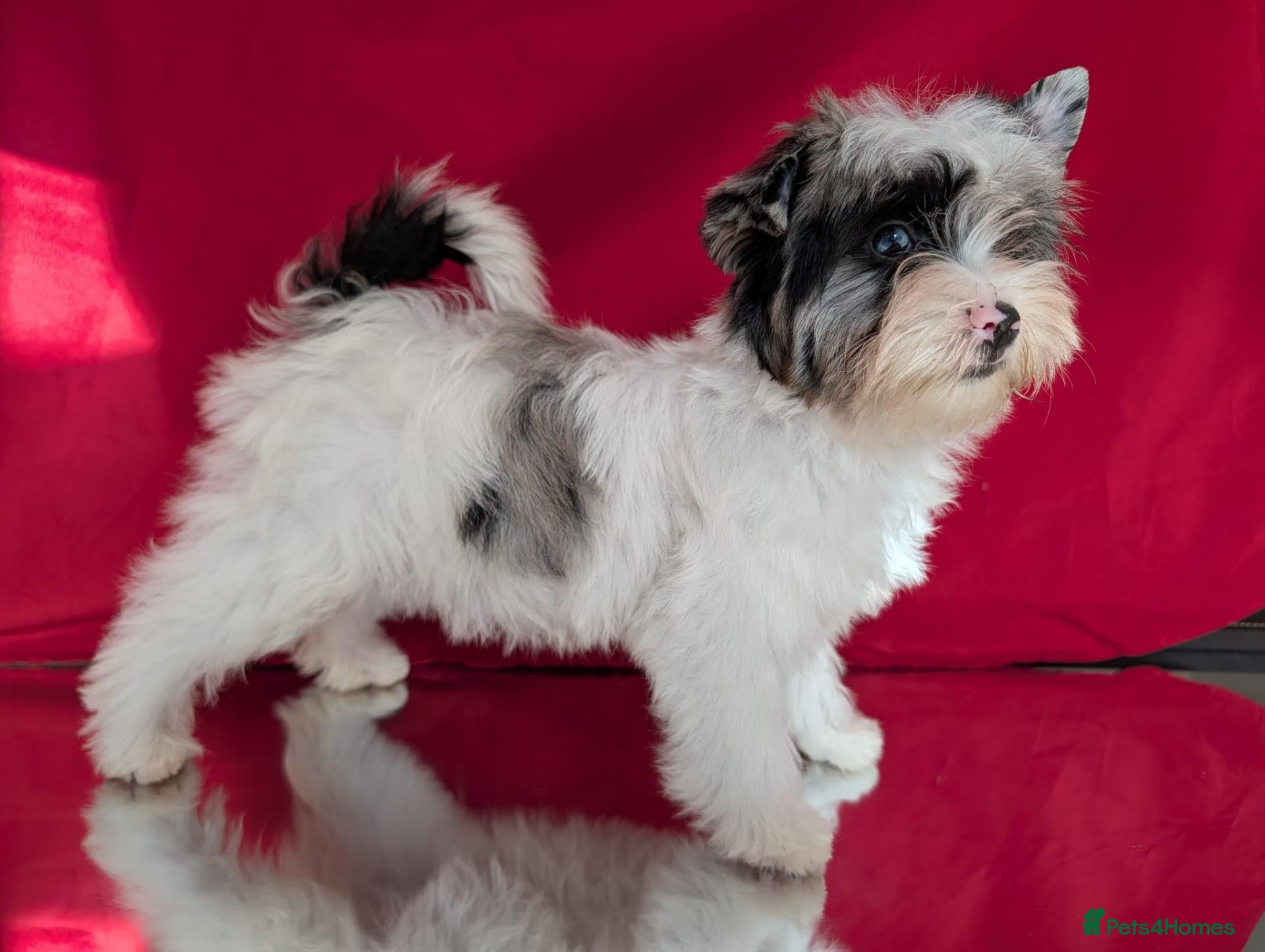 Yorkshire Terrier dogs for sale: Stunning Yorkshire Litter of Unique Colours - Advert 1