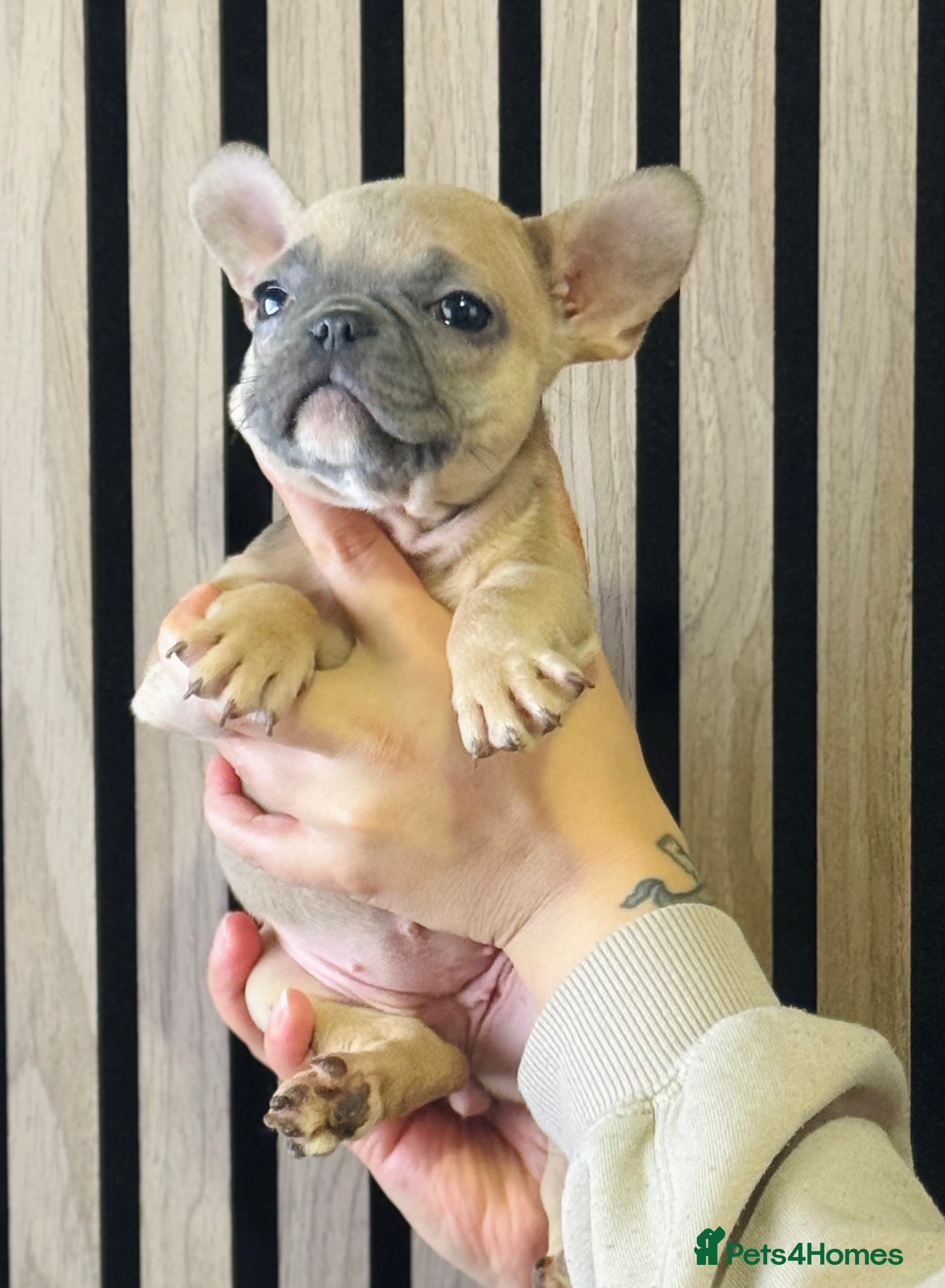 French Bulldog dogs LAST 3 GIRLS KC REGISTERED FRENCH BULLDOG 🐶 - Advert 7