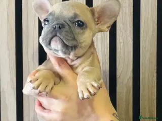 French Bulldog dogs LAST 3 GIRLS KC REGISTERED FRENCH BULLDOG 🐶 - Advert 7