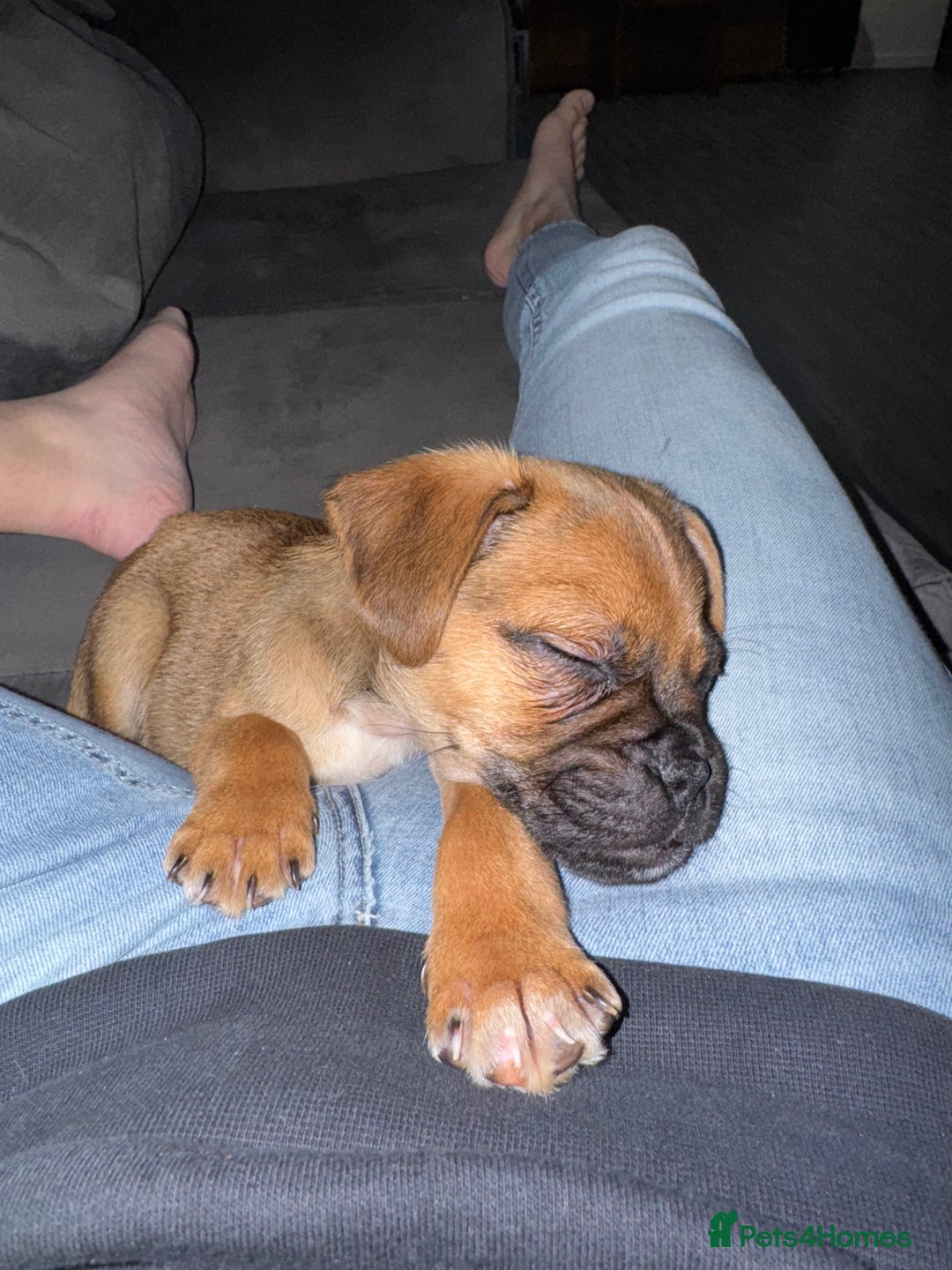 Jug dogs for sale: Reggie - Image 5