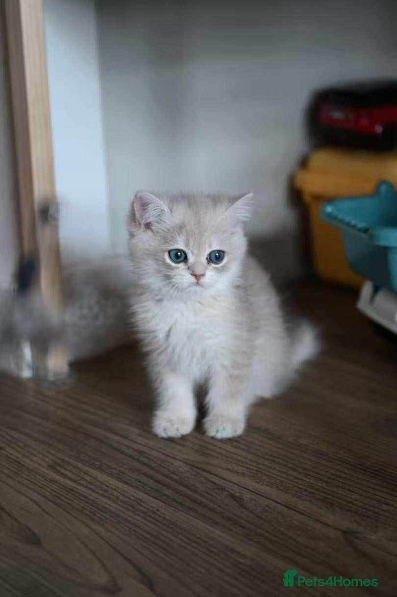 British Shorthair cats for sale: Beautiful British Shorthair Golden Shaded Kittens - Advert 4