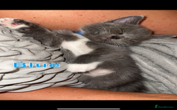 Mixed Breed cats for sale: 🐾 British Short Hair X Ragdoll Kittens 🐾 - Image 15