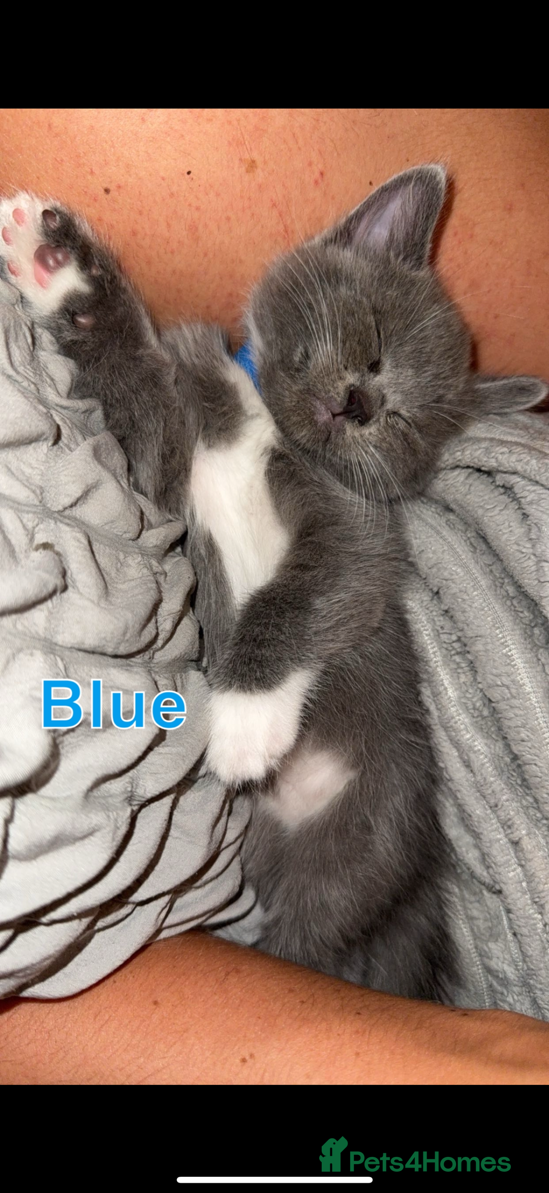 Mixed Breed cats for sale: 🐾 British Short Hair X Ragdoll Kittens 🐾 - Image 15