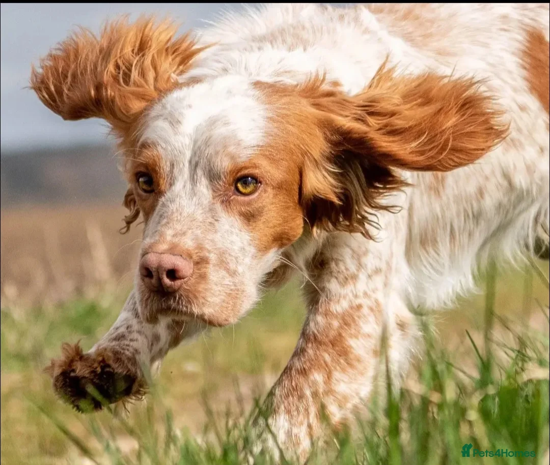 Cocker Spaniel dogs for stud: KC registered working cocker spaniel  - Advert 2