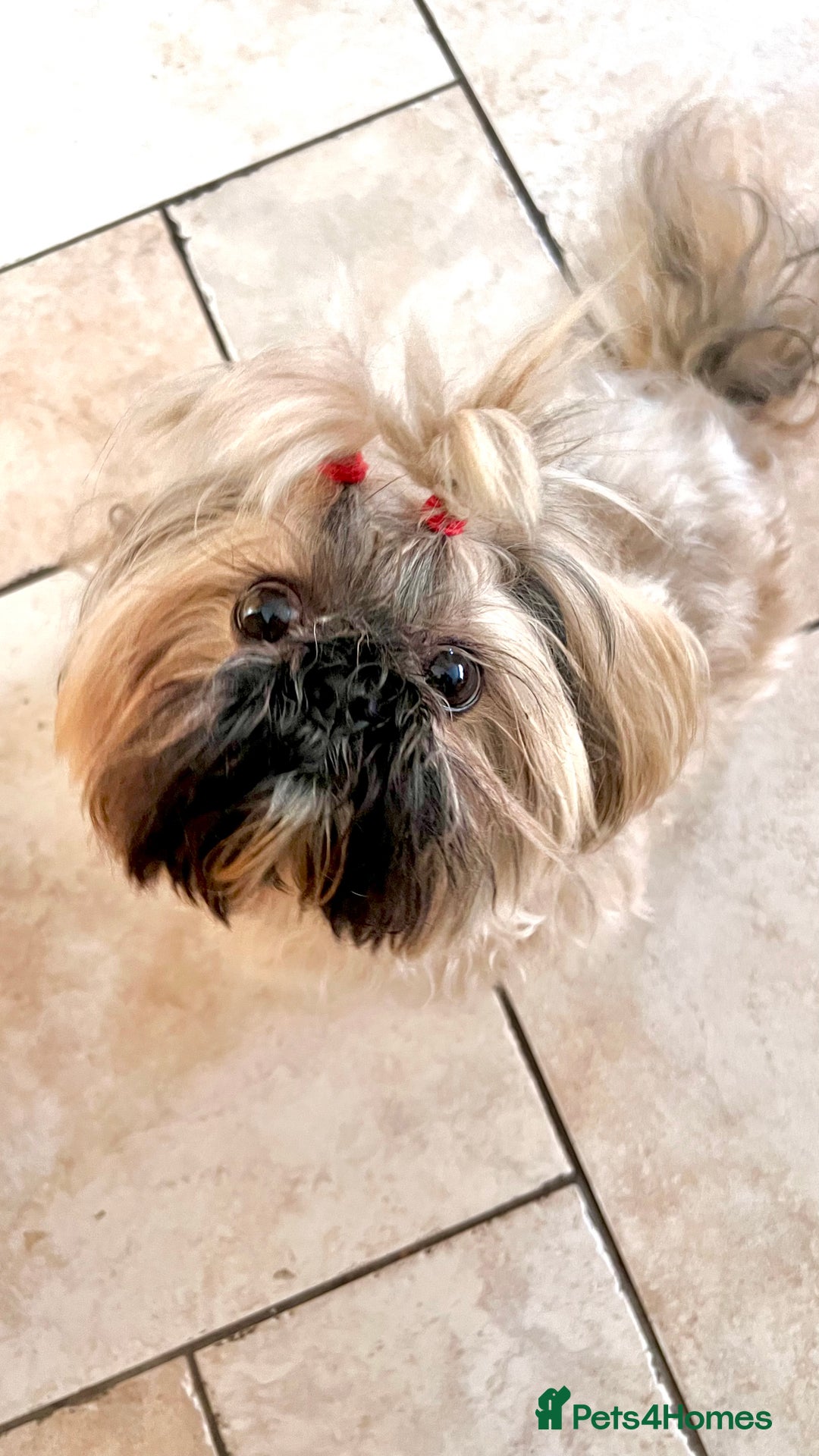 Shih Tzu dogs for sale: Shih Tzu Puppies - Advert 10