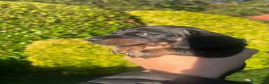 Miniature Dachshund 1