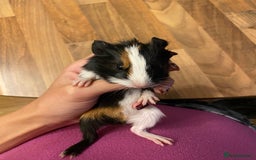 Guinea Pig rodents for sale: Baby female Guinea pigs - Image 16