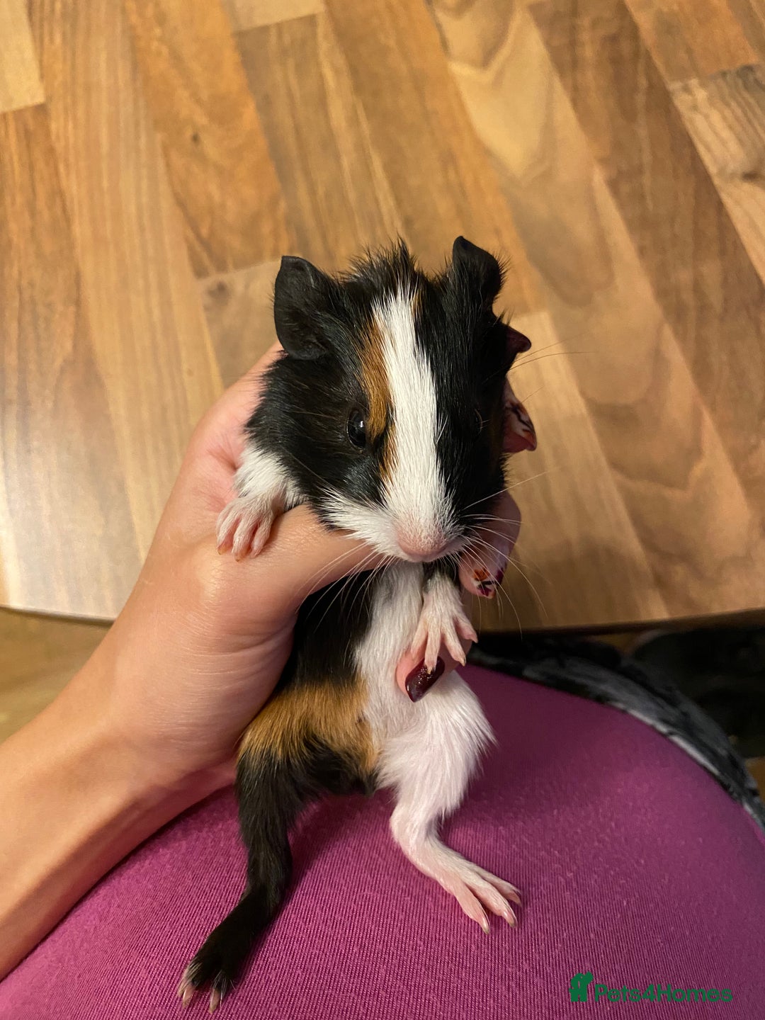 Guinea Pig rodents for sale: Baby female Guinea pigs - Image 16
