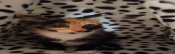 Mixed Breed cats for sale: Calico kitten - Advert 3