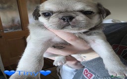 Pug dogs for sale: £500 pug puppies - Image 3
