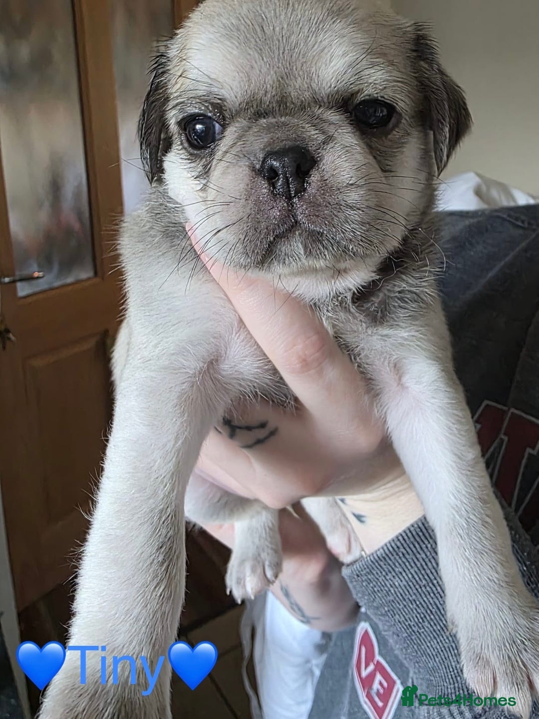 Pug dogs for sale: £500 pug puppies - Image 3