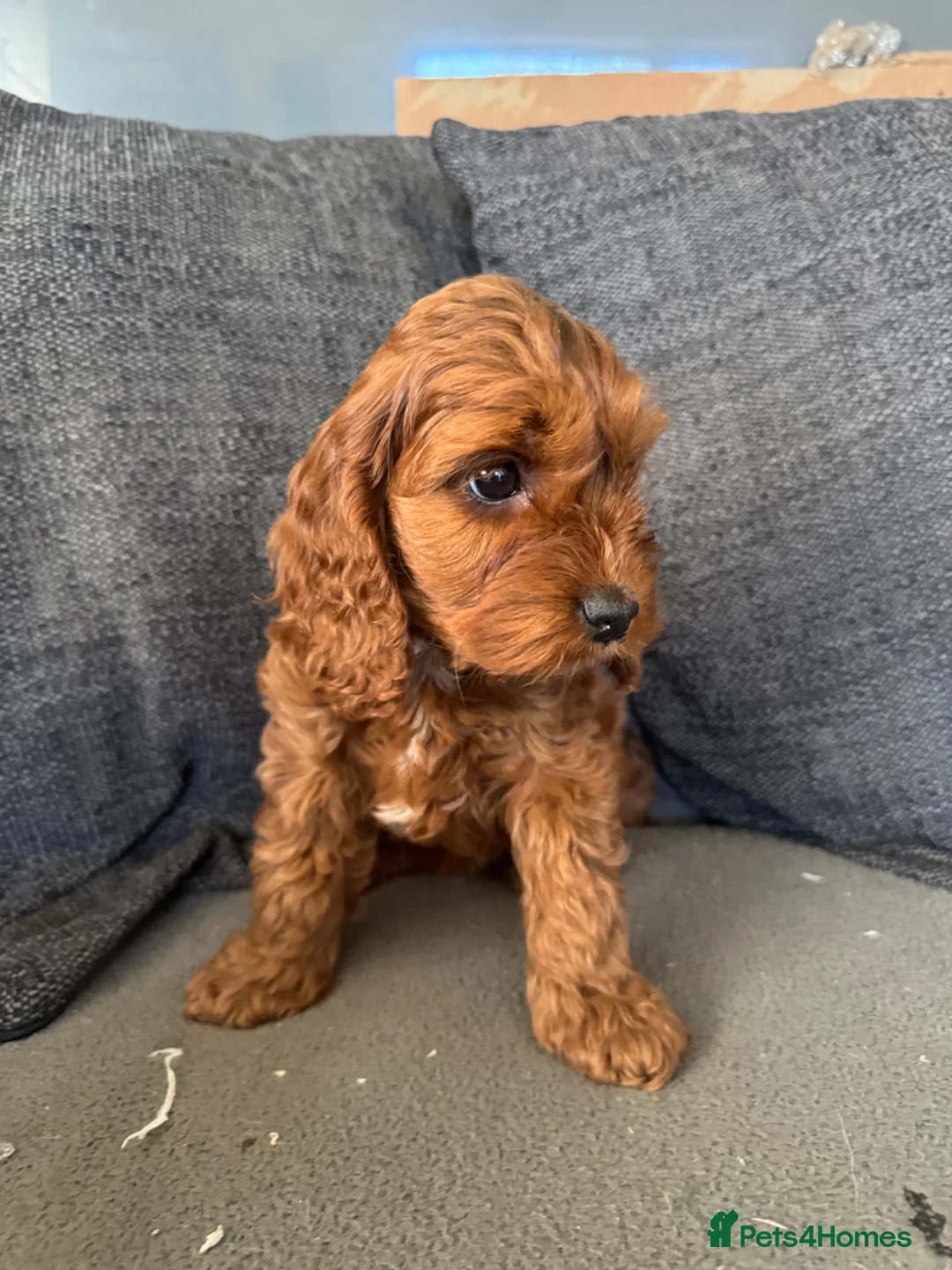 Cockapoo dogs for sale: Cockapoo Puppies - Advert 2