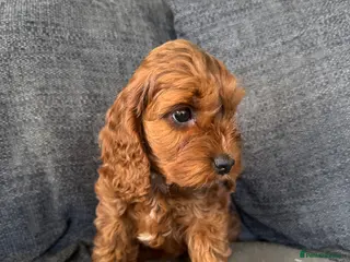 Cockapoo dogs Cockapoo Puppies - Advert 5