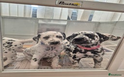 Dalmatian dogs for sale: 💙last LUA boy 💙 KC reg - Image 20