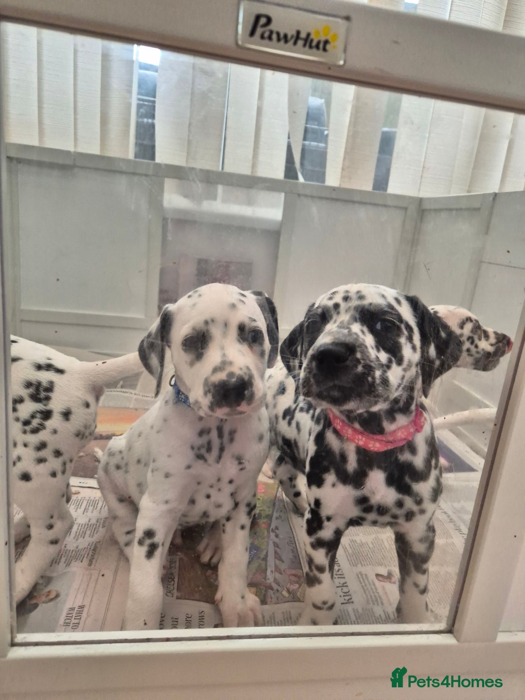 Dalmatian dogs for sale: 💙last LUA boy 💙 KC reg - Image 20