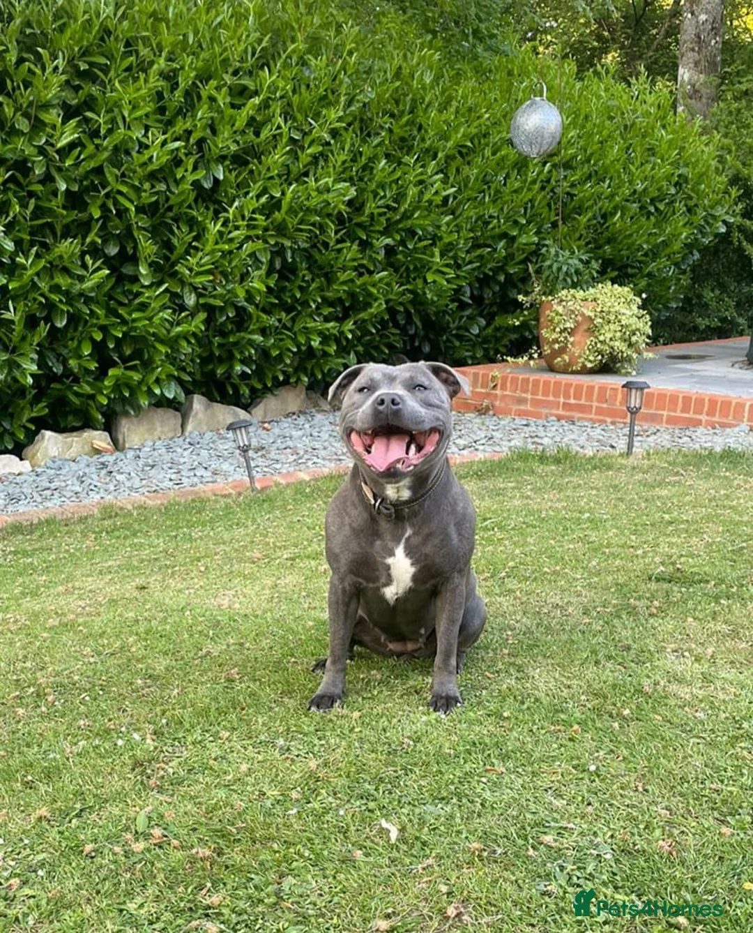 Staffordshire Bull Terrier dogs for sale: Stunning litter of black kc staffordshire bull's   - Advert 7