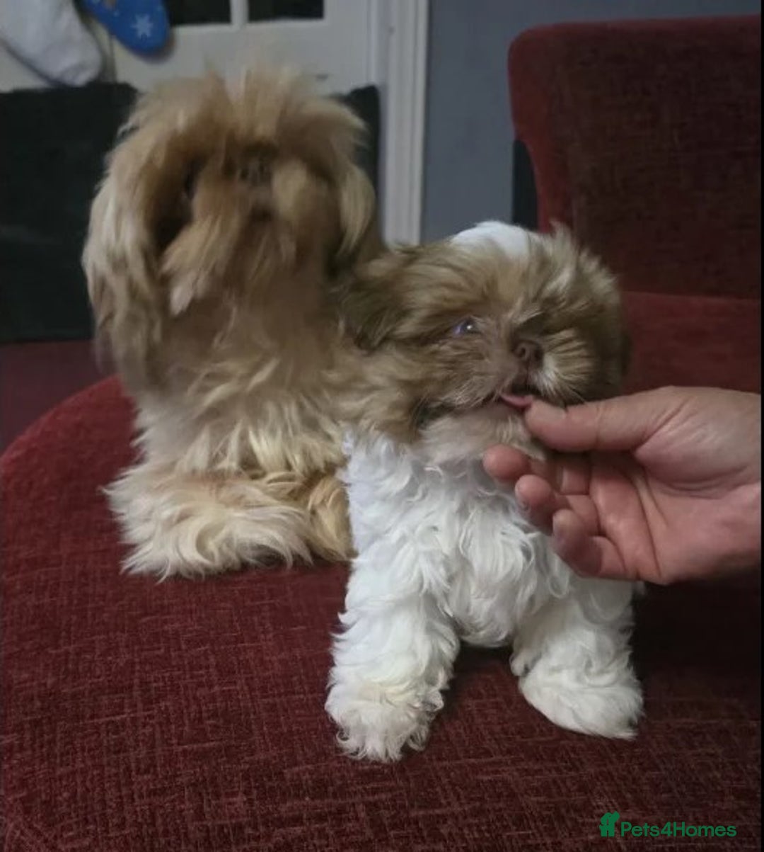 Shih Tzu dogs for sale: only 1 female purebred shih tzu pup left - Advert 4