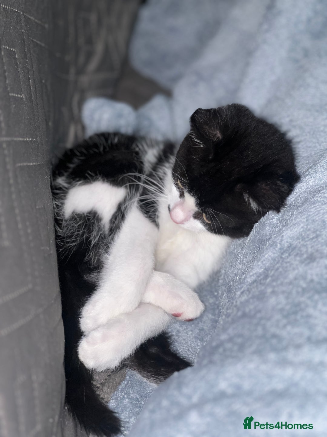 British Shorthair cats for sale: 11 Week Old Male Kitten Black & White Shorthair - Advert 18