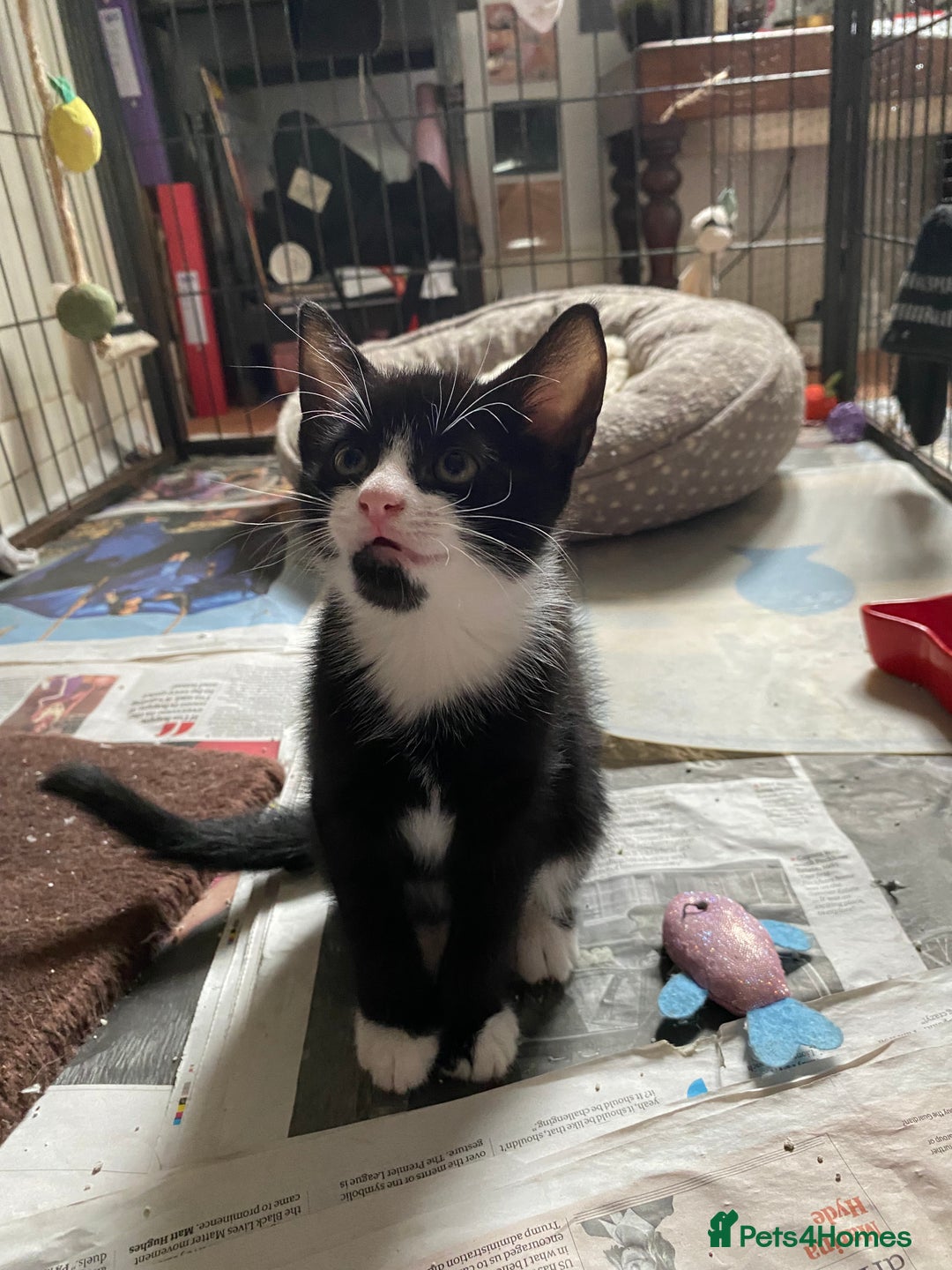 Mixed Breed cats for sale: Friendly kittens looking for homes ! - Image 14