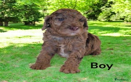 Cockapoo dogs for sale: DNA TESTED, Merle cockapoos, ready 26th November  - Image 4