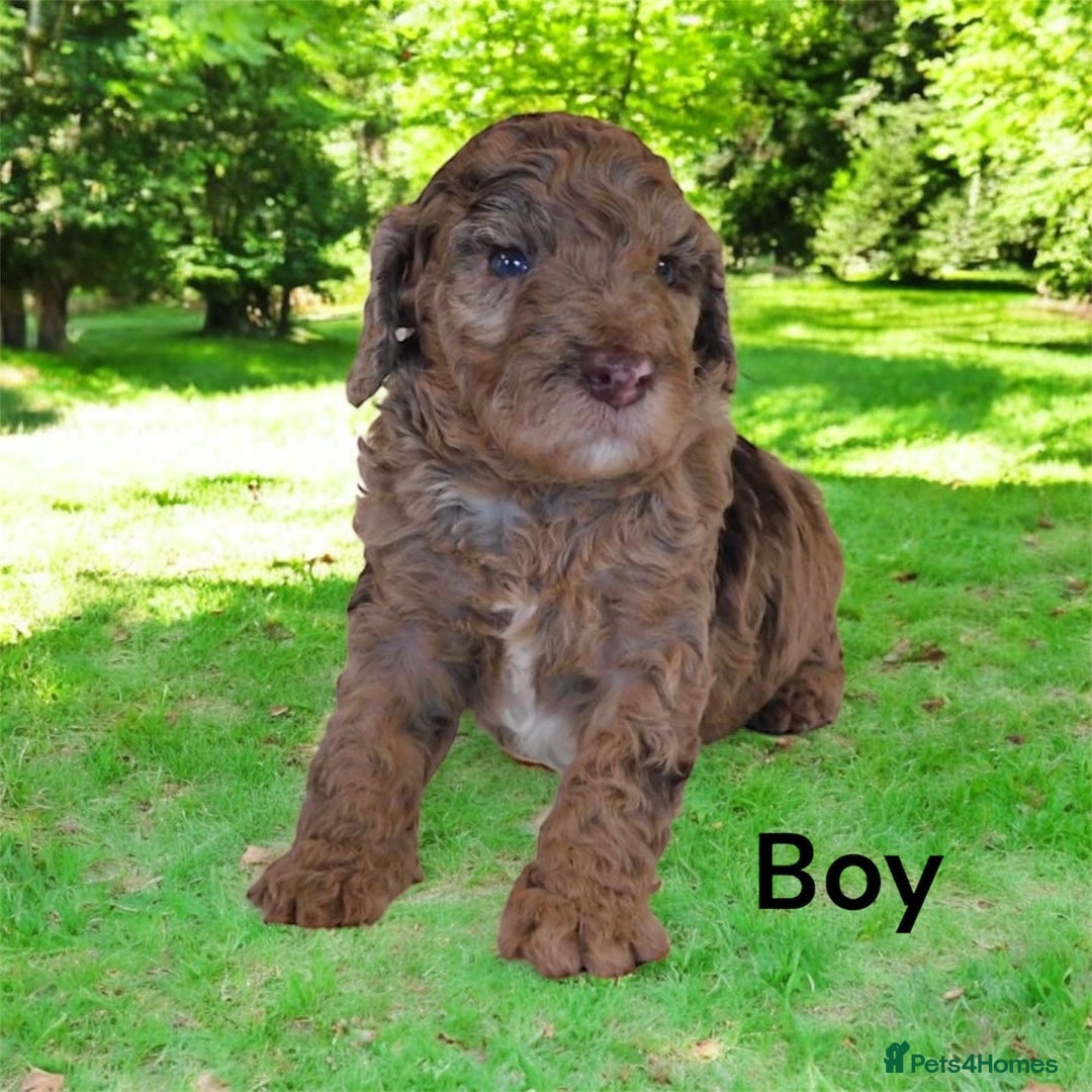 Cockapoo dogs for sale: DNA TESTED, Merle cockapoos, ready 26th November  - Image 4