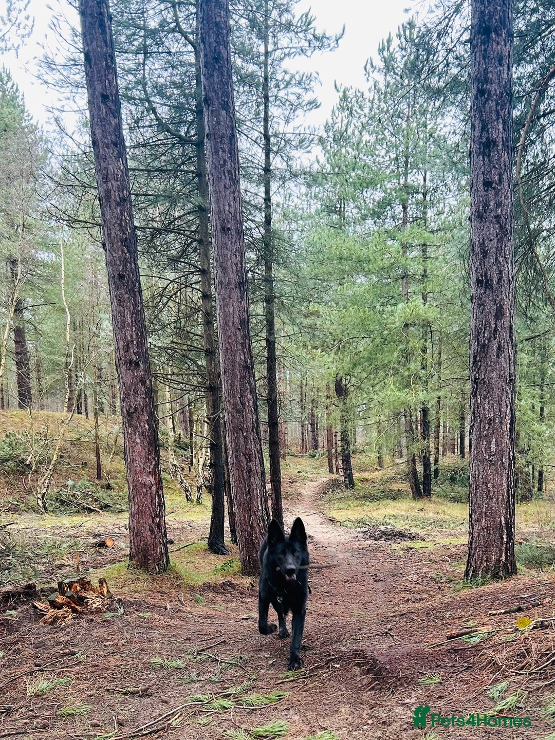 German Shepherd dogs for sale: KC Registered Black German Shepherd Bitch - Advert 3